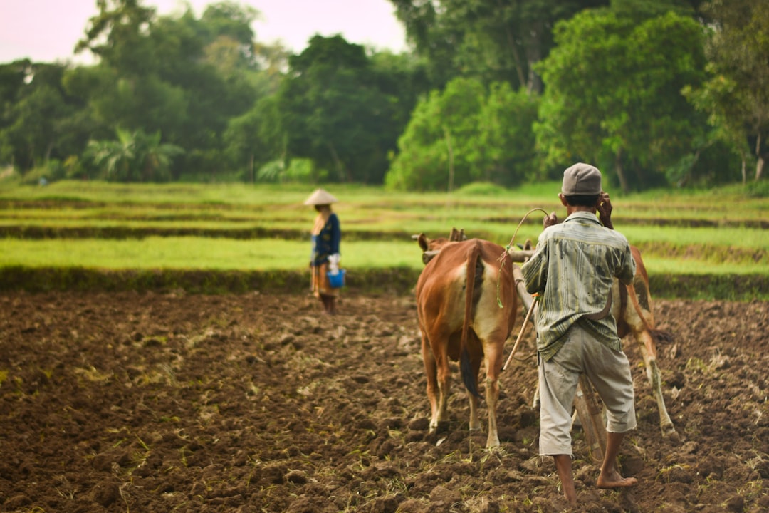 découvrez les sociétés agricoles, leur impact sur l'économie, la culture et l'environnement. plongez dans l'histoire et les pratiques des communautés qui façonnent l'agriculture moderne tout en respectant des traditions ancestrales.