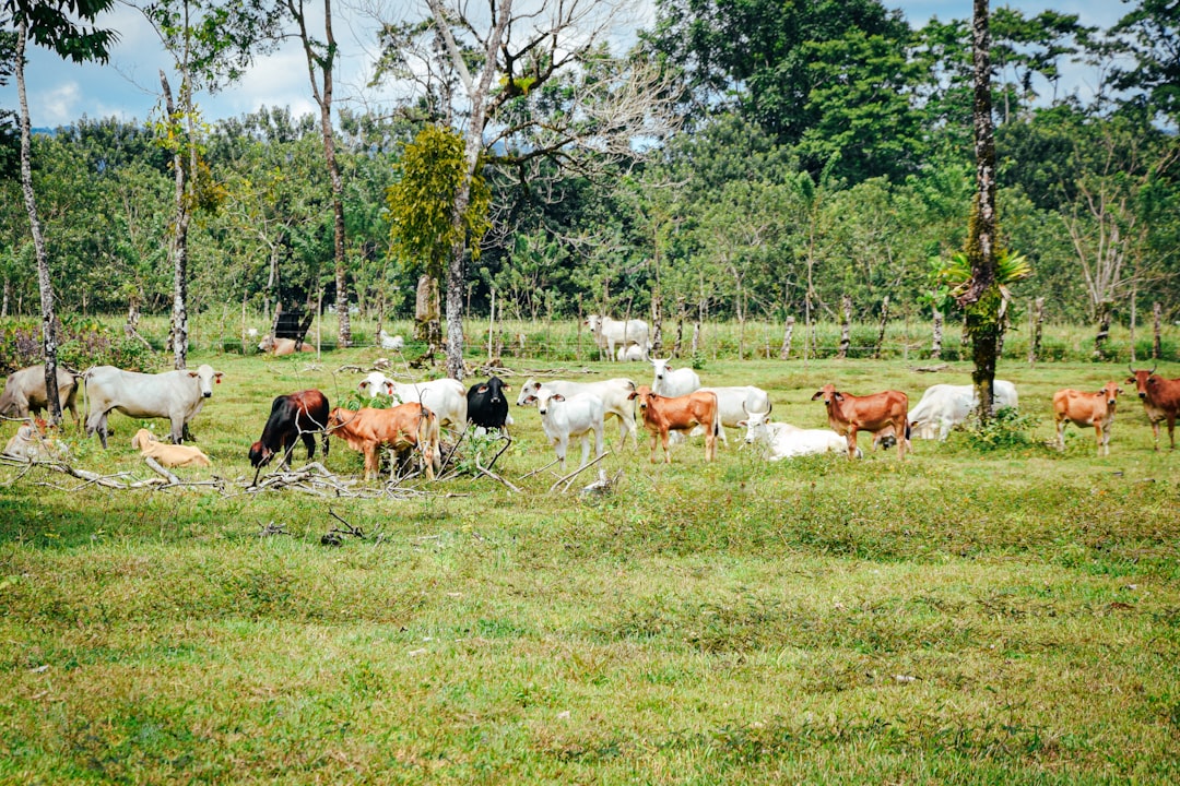 découvrez l'importance des sociétés agricoles, leur rôle dans le développement local et global, et comment elles façonnent notre avenir alimentaire. plongez dans les défis et les opportunités d'une agriculture durable au sein des communautés.