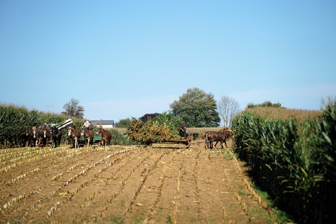 découvrez le statut agricole actuel, ses enjeux et ses impacts sur l'économie et l'environnement. analyse des politiques, des tendances et des défis auxquels fait face le secteur agricole en france et dans le monde.