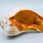 découvrez l'ostéopathie animale, une approche holistique pour améliorer la santé et le bien-être de vos compagnons à quatre pattes. apprenez comment cette méthode douce aide à soulager les douleurs, à améliorer la mobilité et à promouvoir une meilleure qualité de vie pour vos animaux.
