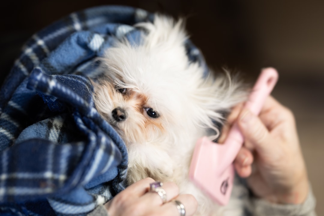 découvrez l'univers du toilettage canin avec nos conseils et astuces pour garder votre chien propre et heureux. apprenez les techniques essentielles pour entretenir le pelage de votre compagnon à quatre pattes et choisissez les meilleurs produits pour son bien-être.