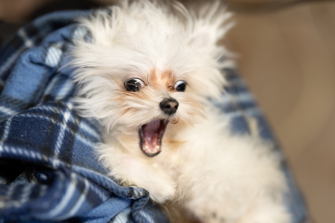 découvrez nos services de toilettage pour chiens, alliant expertise et douceur pour le bien-être de votre compagnon à quatre pattes. offrez-lui un moment de soin personnalisé et repartez avec un chien heureux et élégant !