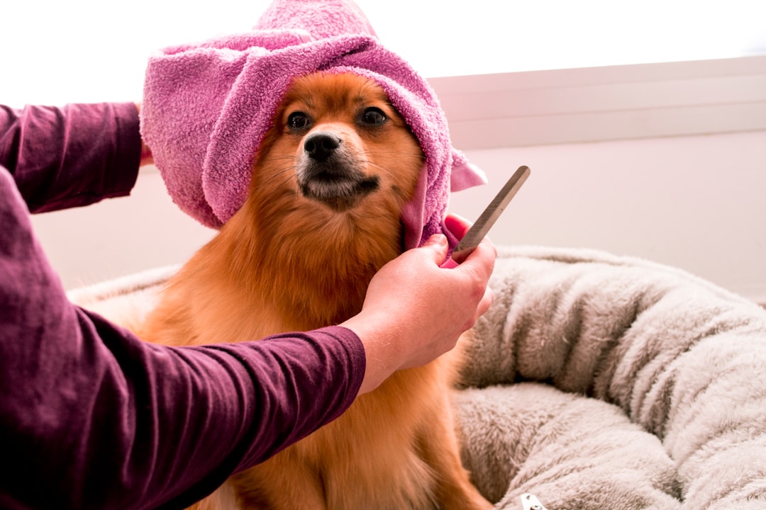 découvrez les meilleurs conseils et techniques de toilettage pour chiens. offrez à votre compagnon à quatre pattes une apparence soignée et un pelage sain grâce à nos astuces professionnelles et nos recommandations de produits.