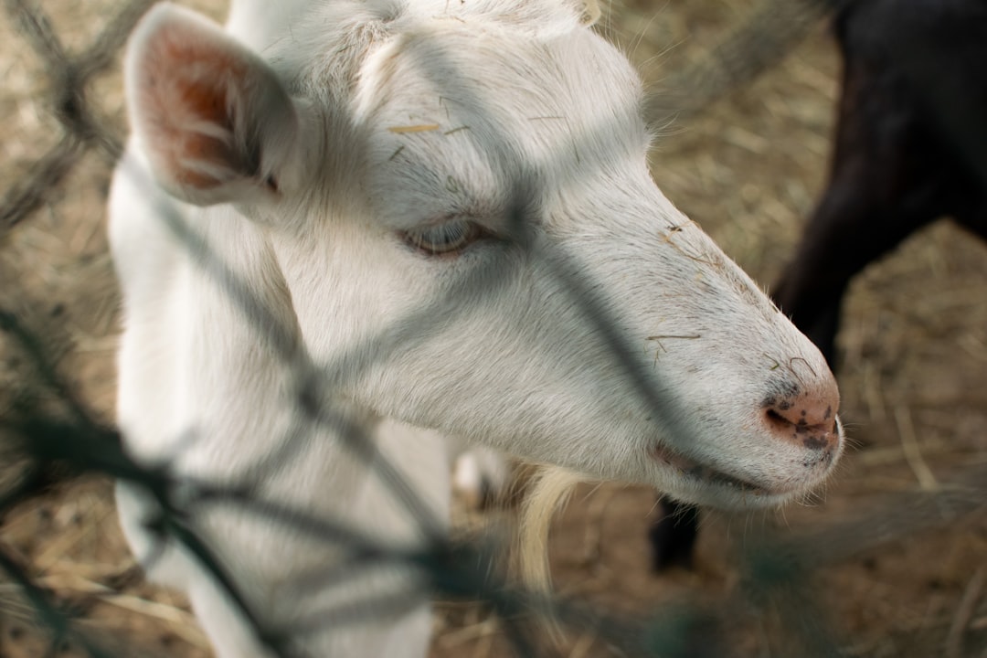 découvrez l'élevage de chèvres, une activité enrichissante et durable. apprenez les techniques d'élevage, les soins à apporter aux animaux et les avantages de la production laitière et de la viande de chèvre. que vous soyez débutant ou éleveur expérimenté, cette guide vous offre toutes les informations nécessaires pour réussir votre projet d'élevage de chèvres.