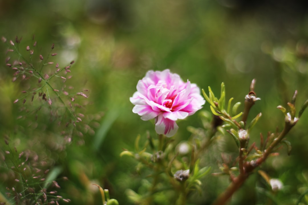 découvrez l'art du jardinage d'herbes aromatiques et apprenez à cultiver vos propres plantes médicinales et culinaires. transformez votre espace extérieur en un oasis de saveurs et de bien-être grâce à nos conseils pratiques et astuces de jardinage adaptés à tous les niveaux.
