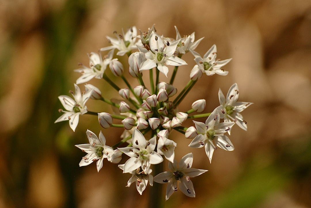 découvrez les secrets du jardinage des herbes à travers nos conseils pratiques, astuces et techniques pour cultiver vos propres herbes aromatiques dans votre jardin ou sur votre balcon. apprenez à choisir les meilleures variétés, à les entretenir et à les récolter pour rehausser vos plats de saveurs authentiques.