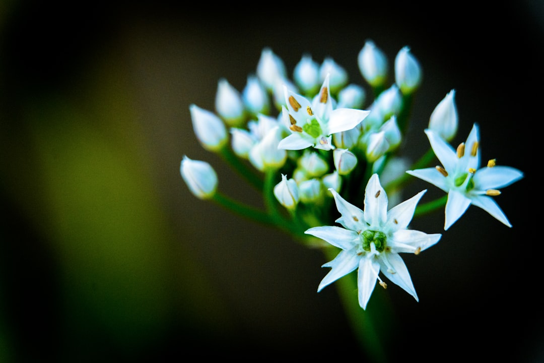 découvrez les secrets du jardinage d'herbes aromatiques avec nos conseils pratiques pour cultiver basilic, menthe, et bien d'autres. transformez votre jardin en un oasis de saveurs et d'arômes!