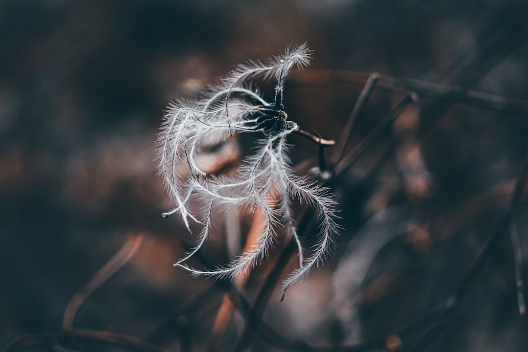 découvrez l'art du jardinage d'herbes aromatiques avec nos conseils pratiques, astuces pour cultiver vos plantes favorites et techniques pour entretenir un jardin luxuriant. transformez votre espace vert en un véritable havre de saveurs et de fragrances.