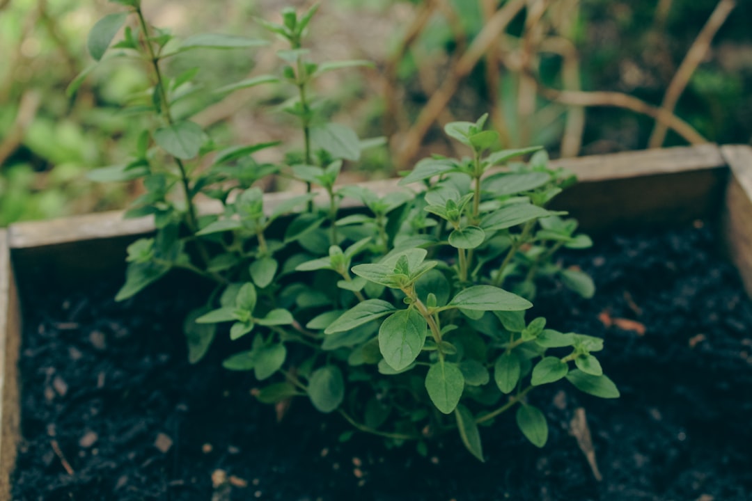 découvrez les secrets du jardinage des herbes aromatiques avec nos conseils pratiques et astuces pour cultiver des herbes fraîches chez vous. apprenez à choisir les bonnes variétés, à entretenir votre jardin et à profiter d'une récolte généreuse tout au long de l'année.