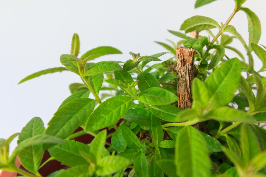 découvrez l'univers fascinant des herboristes, où la nature et la sagesse traditionnelle se rencontrent. apprenez à maîtriser les plantes médicinales pour améliorer votre bien-être et explorer des remèdes naturels adaptés à vos besoins.