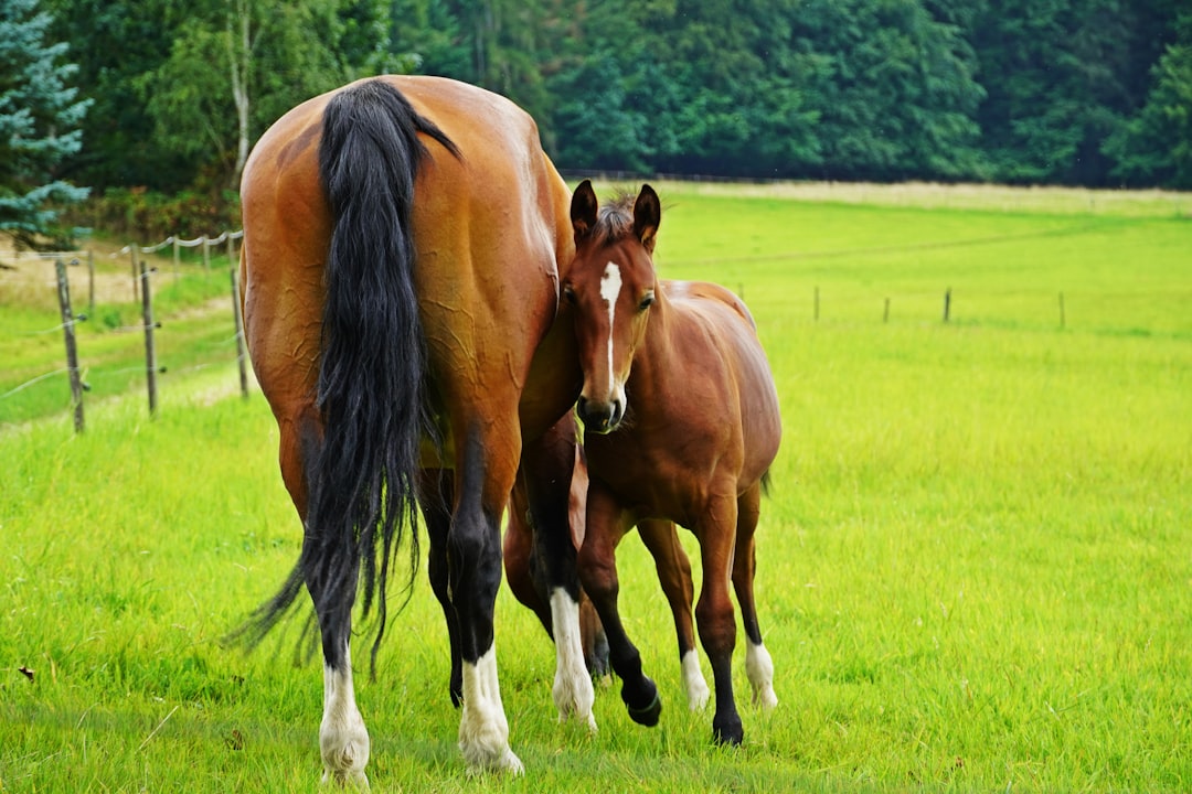 découvrez l'art de l'élevage des chevaux, une passion alliant tradition et authenticité. apprenez les techniques essentielles pour optimiser la reproduction, le soin et le bien-être de ces majestueux animaux. rejoignez une communauté de passionnés et explorez les différentes races et méthodes d'élevage.