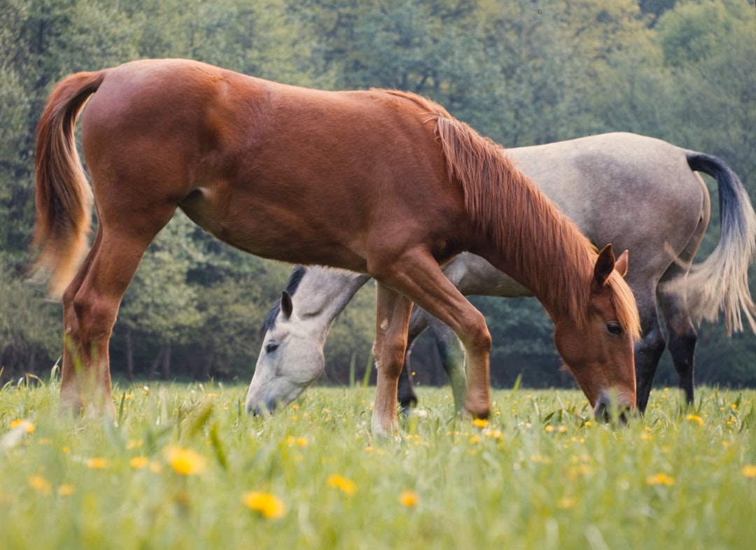 découvrez l'univers de l'élevage de chevaux : méthodes, techniques et conseils pour élever des équidés de qualité. apprenez à sélectionner les meilleures races, à gérer les soins et à optimiser la reproduction pour des performances exceptionnelles.