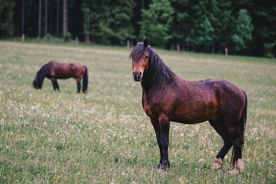 découvrez l'élevage équin, une pratique passionnante qui allie tradition et innovation. apprenez les meilleures techniques pour sélectionner les meilleures lignées et favoriser la santé et le bien-être des chevaux. que vous soyez un éleveur novice ou expérimenté, trouvez des conseils et des ressources pour réussir dans ce domaine.