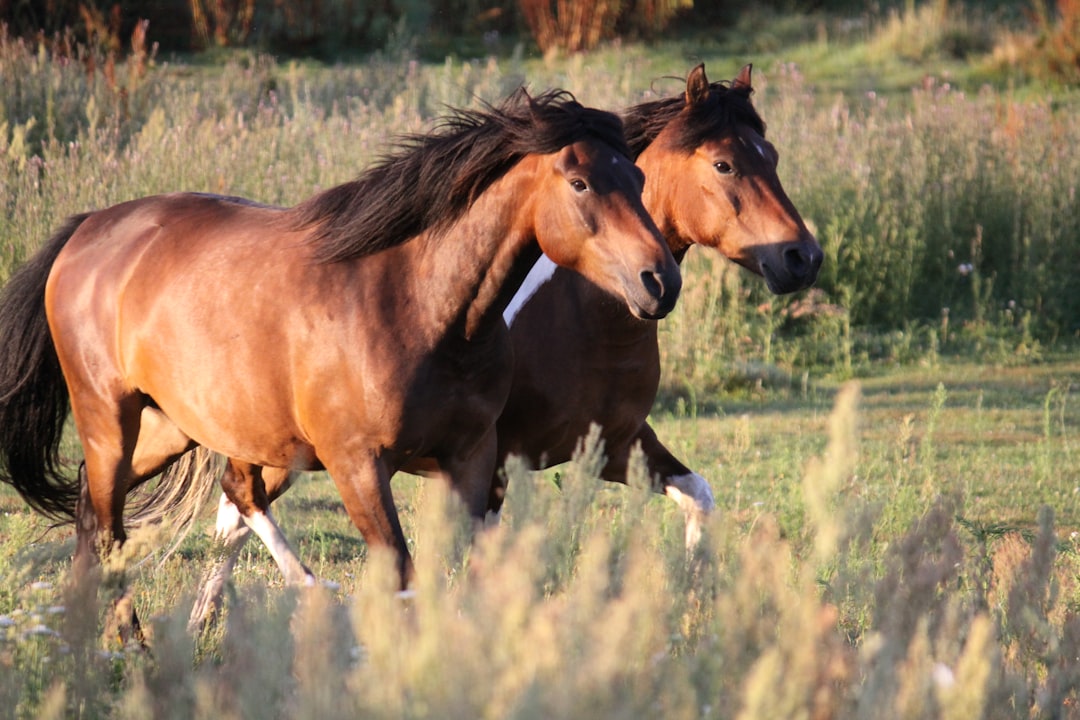 découvrez l'art de l'élevage équin : conseils et techniques pour élever des chevaux de qualité, optimiser leur bien-être et garantir le succès de votre haras.