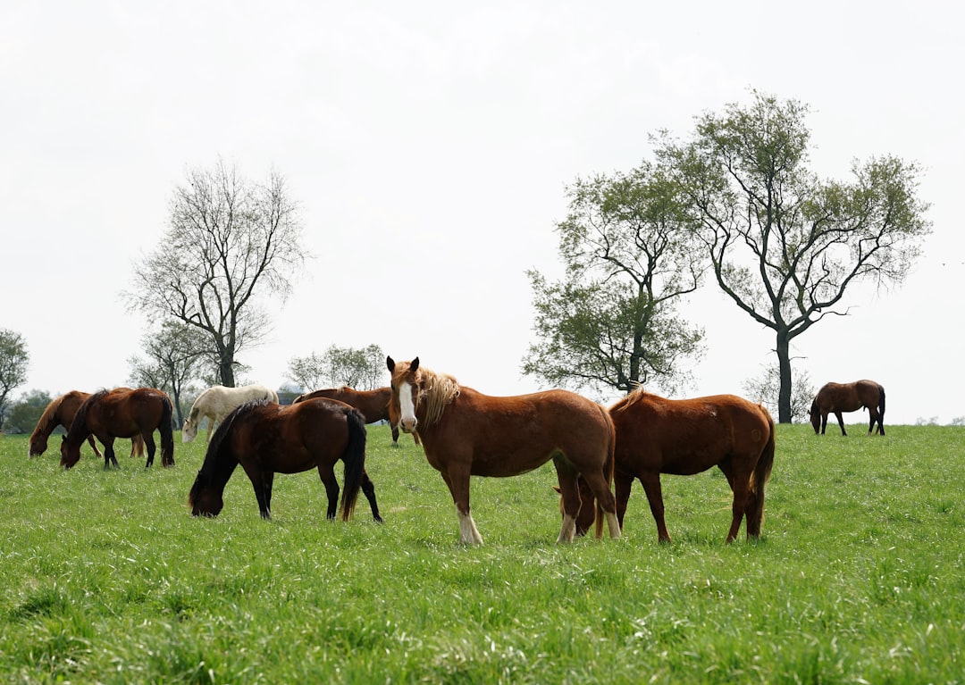 découvrez l'art de l'élevage de chevaux, une pratique passionnante alliant tradition et expertise. apprenez les techniques de sélection, de soins et d'élevage pour élever des équidés en bonne santé et de qualité. plongez dans l'univers fascinant des races de chevaux et des méthodes d'élevage durables.