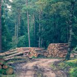Créer son entreprise de bucheronnage : étapes et conseils essentiels découvrez comment optimiser votre entreprise de logging avec des stratégies innovantes, une gestion efficace des ressources et des pratiques durables pour préserver l'environnement tout en maximisant vos profits.