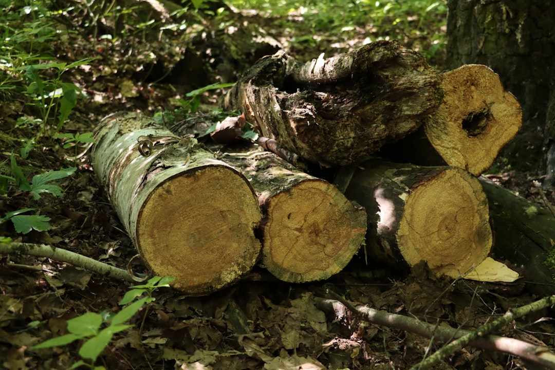 découvrez l'univers du logging business, où l'optimisation de la gestion forestière rencontre des pratiques durables. apprenez comment les entreprises de logging allient rentabilité et respect de l'environnement tout en abordant les défis et les opportunités du secteur. informez-vous sur les dernières tendances et technologies pour améliorer votre activité dans cette industrie essentielle.
