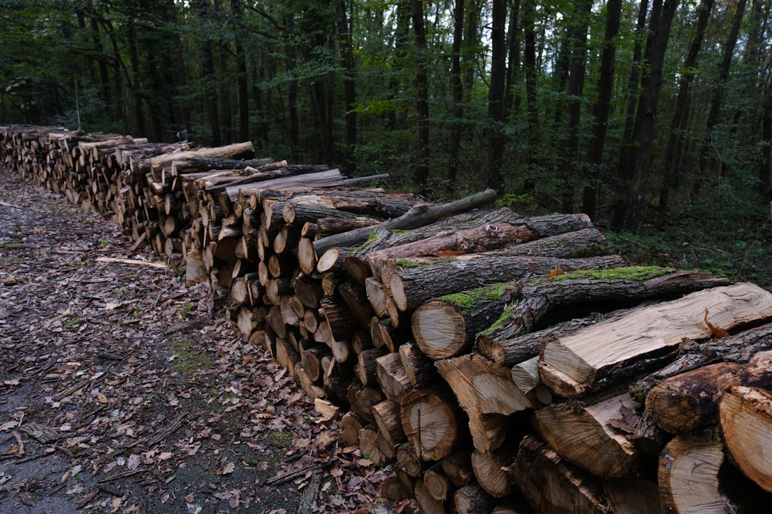 découvrez l'univers du logging business, où l'innovation rencontre la gestion efficace des ressources forestières. apprenez comment optimiser vos opérations d'exploitation forestière tout en respectant l'environnement et en maximisant la rentabilité de votre entreprise. rejoignez-nous pour explorer les tendances et les stratégies clés du secteur.