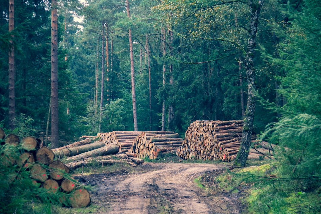 découvrez comment optimiser votre entreprise de logging avec des stratégies innovantes, une gestion efficace des ressources et des pratiques durables pour préserver l'environnement tout en maximisant vos profits.