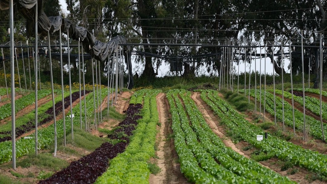 découvrez le micro-farming, une pratique agricole innovante qui permet de cultiver des fruits, légumes et herbes à petite échelle, tout en maximisant l'espace et les ressources. apprenez les techniques pour démarrer votre propre ferme urbaine et contribuer à une alimentation durable.