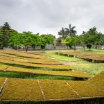 découvrez le micro-farming, une méthode innovante et durable de culture qui permet de produire des aliments frais sur de petites surfaces. apprenez les techniques essentielles pour optimiser votre espace et contribuer à une agriculture responsable.