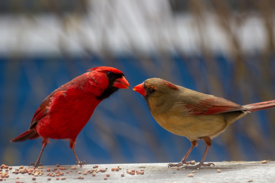 découvrez l'art de la communication persuasive : techniques, stratégies et conseils pour influencer votre audience, captiver les esprits et promouvoir efficacement vos idées.