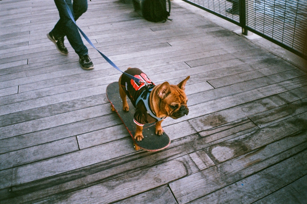 offrez à votre animal de compagnie un séjour confortable et sécurisé dans notre chenil de garde. profitez de notre service de pension pour animaux, où votre précieux compagnon sera choyé et bien surveillé pendant votre absence.