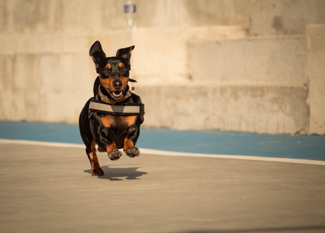 découvrez notre service de pension pour animaux, où votre compagnon à quatre pattes sera choyé dans un environnement sûr et accueillant. profitez de notre expertise pour offrir à votre fidèle ami un séjour agréable et rempli d'affection pendant votre absence.