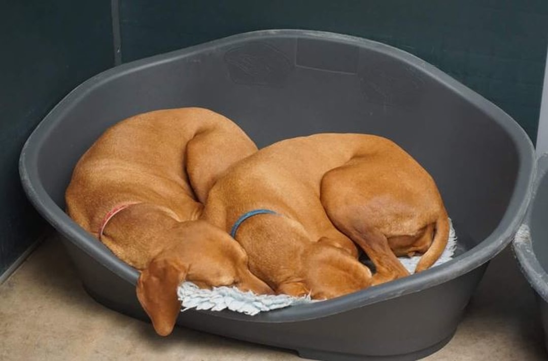 découvrez notre service de pension pour animaux, offrant un hébergement confortable et sécurisé pour vos compagnons à fourrure. profitez de notre attention personnalisée et de nos activités amusantes pendant votre absence.