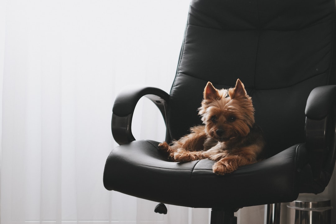 découvrez comment développer votre entreprise dédiée aux animaux de compagnie avec des conseils pratiques, des stratégies de marketing et des idées innovantes. transformez votre passion pour les animaux en un succès florissant dans le secteur du pet business.