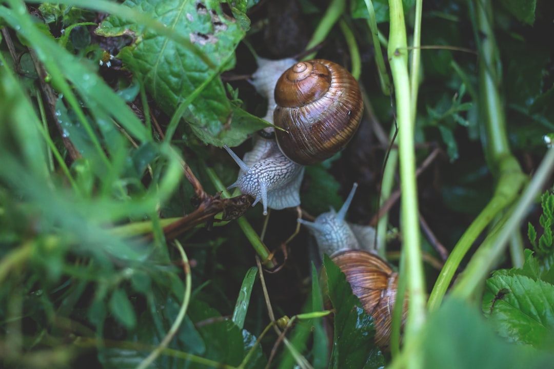 découvrez l'élevage d'escargots, une activité passionnante et lucrative. apprenez les techniques de culture, les soins nécessaires et les avantages de cette pratique durable. que vous soyez un agriculteur novice ou expérimenté, plongez dans l'univers fascinant de l'élevage d'escargots.
