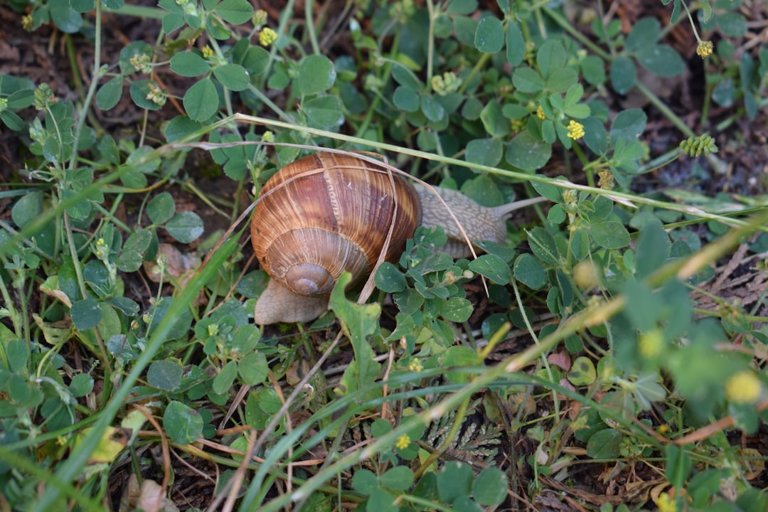 découvrez l'élevage d'escargots, une activité lucrative et écologique. apprenez les techniques de culture, les soins nécessaires et les avantages de l'agriculture hélicicole. transformez votre passion en business durable!