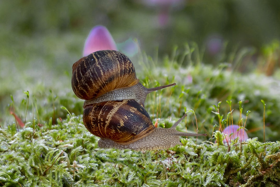 découvrez l'élevage d'escargots, une méthode agricole durable et innovante. apprenez les techniques pour débuter votre propre exploitation d'escargots, les soins à apporter, et les avantages économiques et environnementaux de cette activité fascinante.
