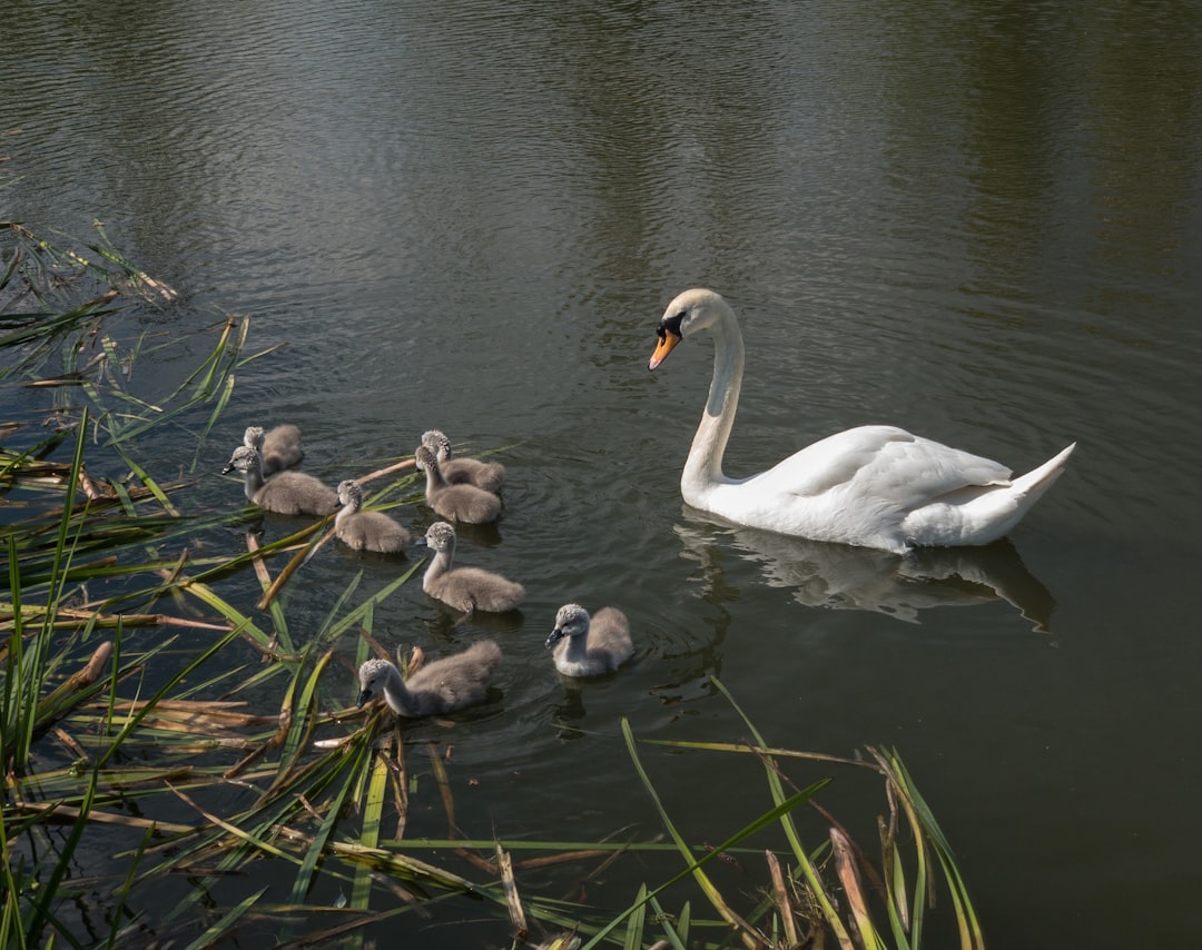 découvrez les secrets d'une reproduction réussie, avec des conseils pratiques sur l'élevage d'animaux, les meilleures méthodes et les techniques éprouvées pour garantir la santé et la croissance de vos animaux. apprenez comment maximiser vos chances de succès dans vos projets d'élevage.