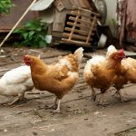 Comment créer un élevage de poules pondeuses durable et rentable découvrez les pratiques de l'élevage de volailles durables qui préservent l'environnement tout en garantissant des produits de qualité. apprenez comment allier rentabilité et responsabilité écologique dans votre exploitation avicole.