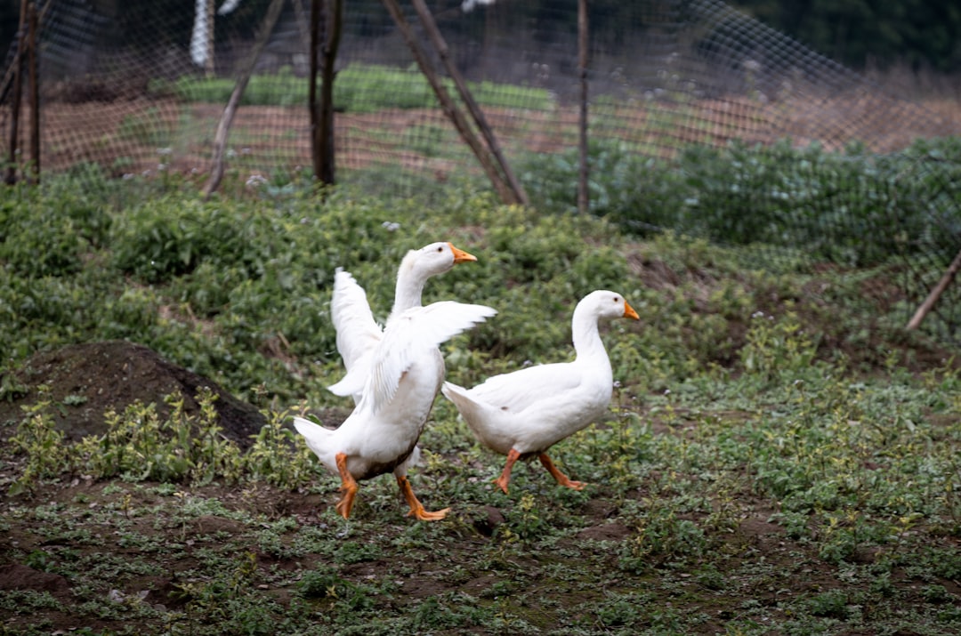 découvrez les meilleures pratiques d'élevage de volailles durables pour promouvoir une agriculture responsable et respectueuse de l'environnement. apprenez à allier productivité et bien-être animal tout en réduisant votre impact écologique.