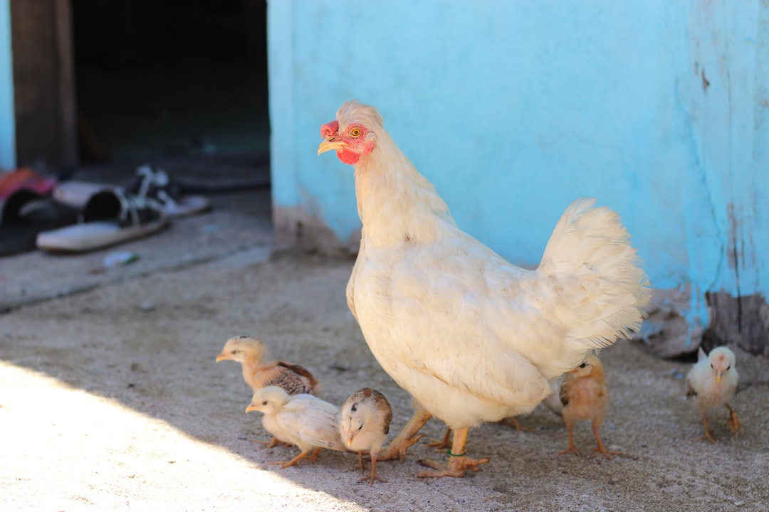 découvrez les pratiques d'élevage durable des volailles, alliant respect de l'environnement, bien-être animal et méthodes de production éthiques. apprenez comment ces techniques innovantes contribuent à une agriculture responsable et à une alimentation saine.