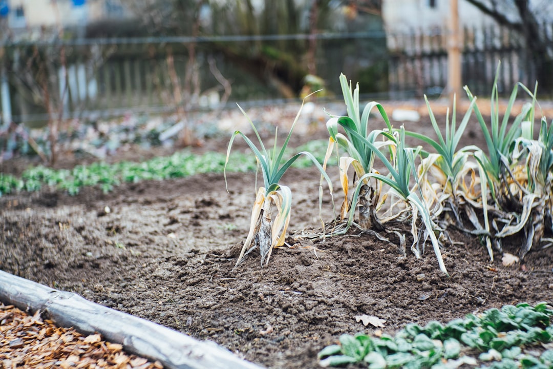 découvrez l'agriculture urbaine, une pratique innovante qui transforme nos villes en espaces verts et durables. apprenez comment cultiver vos propres aliments dans un environnement urbain, favorisant ainsi la biodiversité, l'économie locale et un mode de vie sain.