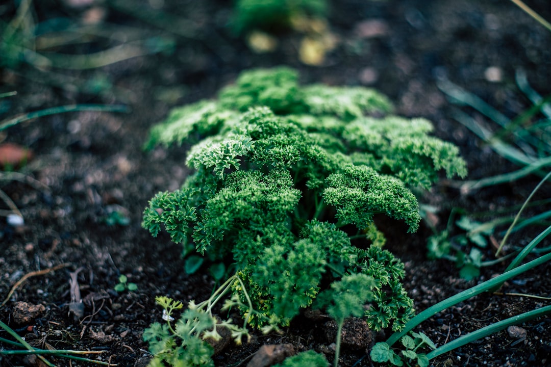 découvrez l'agriculture urbaine, une pratique innovante qui transforme les villes en espaces de culture durable. apprenez comment cultiver des légumes et des fruits en milieu urbain, favorisant la biodiversité et réduisant l'empreinte carbone tout en renforçant le lien communautaire.